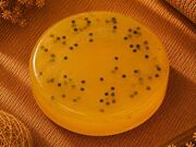 Sabonete Artesanal Doce no Rio Verde